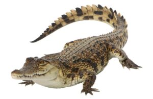 Saltwater Crocodile (Crocodylus porosus)