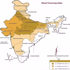 WHEAT CULTIVATION IN INDIA