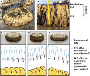 Coral Microatolls