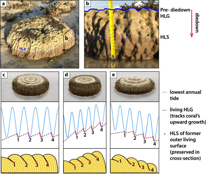 Coral Microatolls