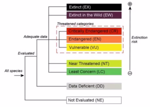 ARCTIC SEALS, BIRDS IN NEW ‘RED LIST’ OF ENDANGERED SPECIES: IUCN