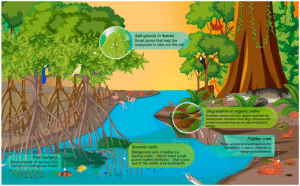 MANGROVES A GLOBAL PRIORITY