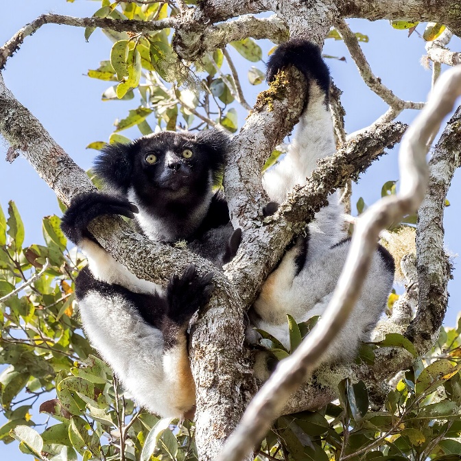 INDRI LEMUR
