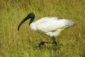 Black-headed Ibises