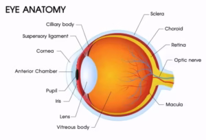 Eye Anatomy