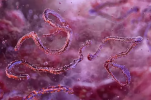 Marburg virus disease