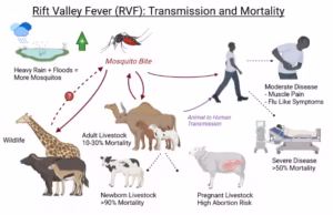 Rift Valley Fever (RVF)