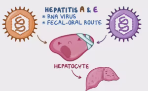 Typhoid Conjugate Vaccine TCV