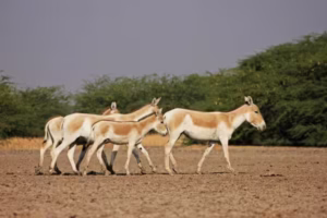 Grassland Soils & Indias Climate Resilience