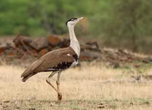 Great Indian Bustard (GIB)