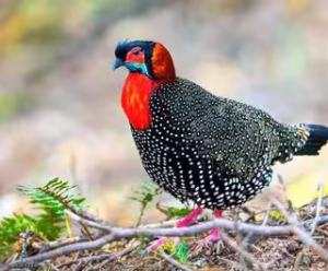 State Bird of Himachal Pradesh