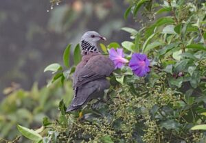 Nilgiri Wood Pigeon 