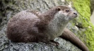 Eurasian otter
