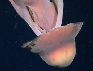 Giant Phantom Jellyfish