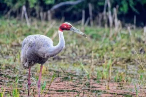 Sarus Crane