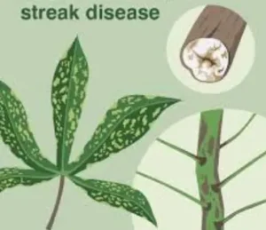 Cassava Brown Streak Disease
