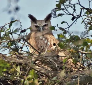 Dusky Eagle Owls