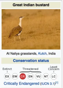 Great Indian Bustard