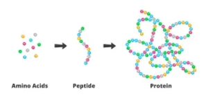 Peptides