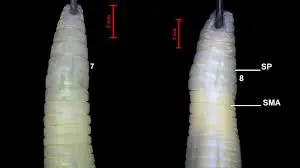 two new earthworm species