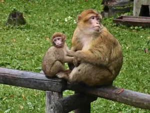 Barbary macaques in Gibraltar