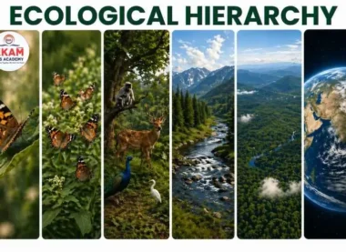 Ecological Hierarchy