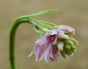Eulophia Picta