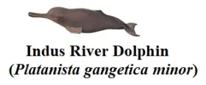 Indus River Dolphin