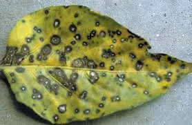Leaf Spot Diseases