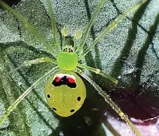 Theridion himalayana