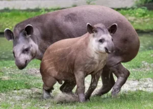 World Tapir Day