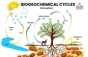Biogeochemical Cycles | Ekam IAS Academy