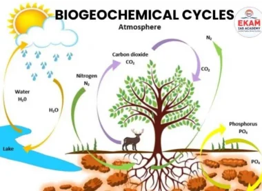 Biogeochemical Cycles