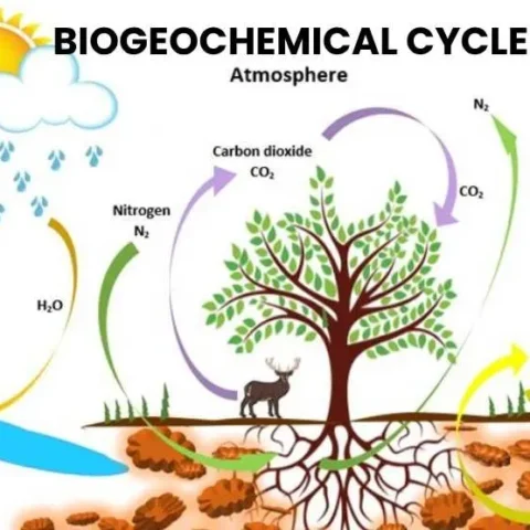 Biogeochemical Cycles