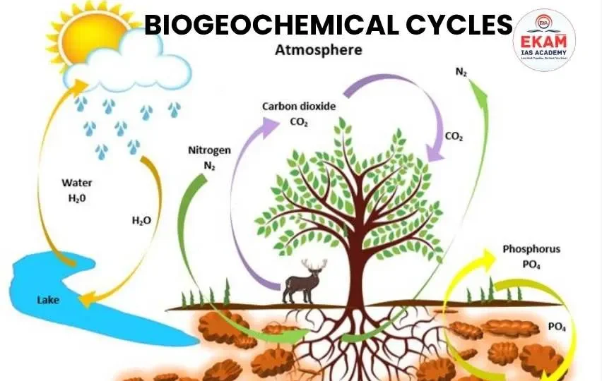 Biogeochemical Cycles