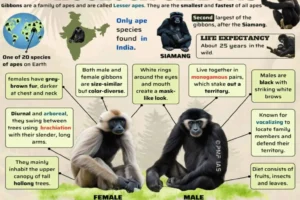 Hoolock Gibbon