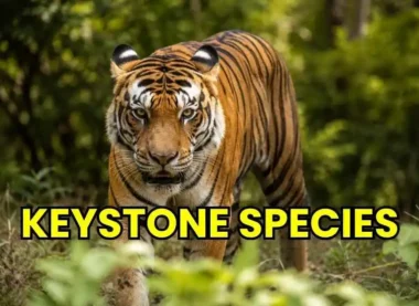 Keystone Species