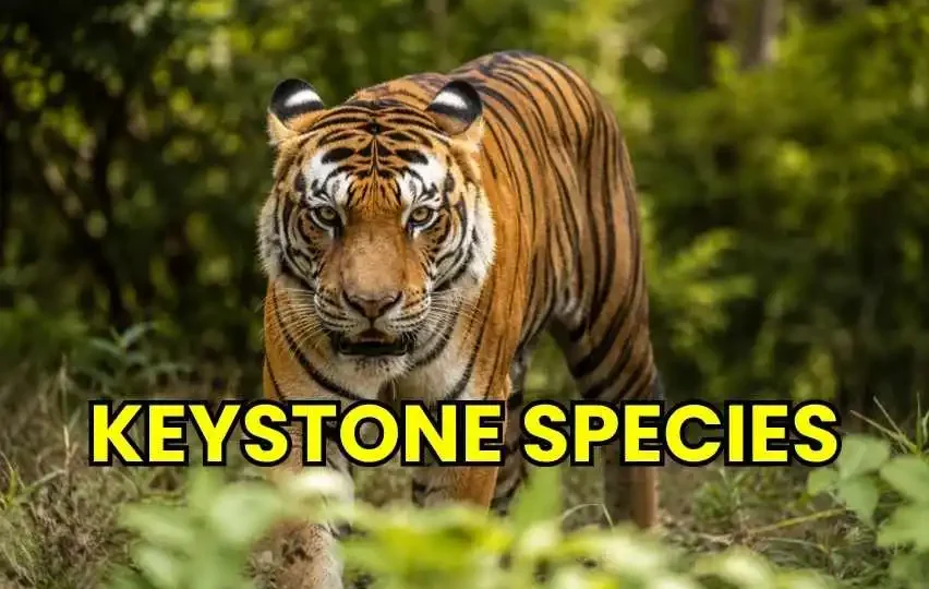 Keystone Species