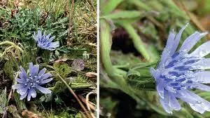 Melanoseris Pendryi