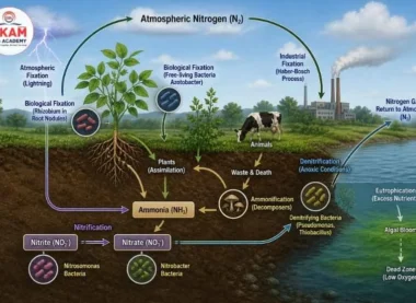 Nitrogen Cycle