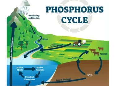 Phosphorus Cycle