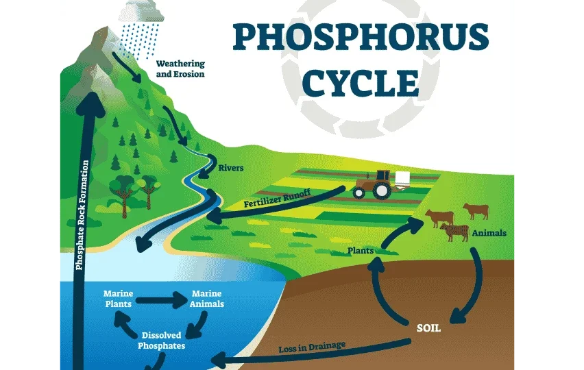 Phosphorus Cycle