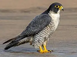 Rednecked Falcon