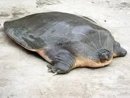 Satellitetagged Ganges Softshell Turtle