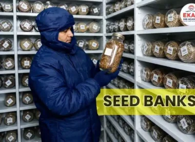 Seed Banks