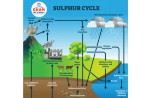 Sulphur Cycle