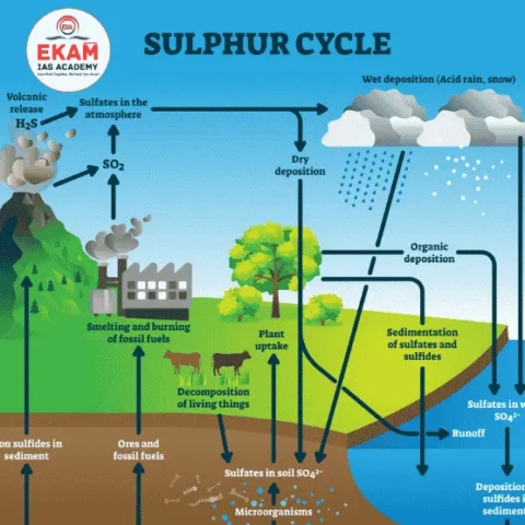 Sulphur Cycle