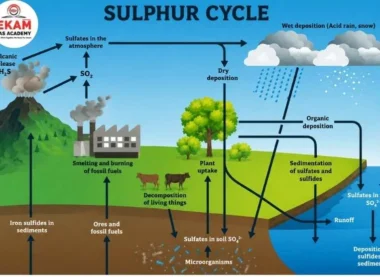 Sulphur Cycle