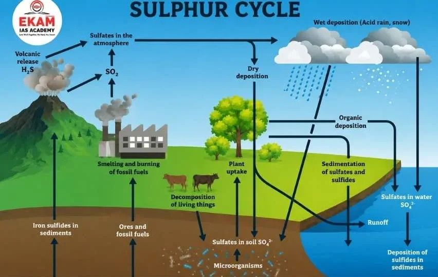 Sulphur Cycle