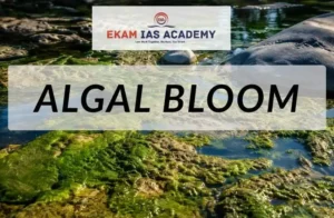 Algal Bloom